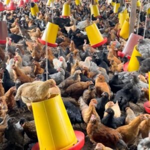 Pollas criollas levantadas de 16 semanas