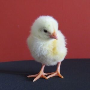 Pollito Ross y Cobb