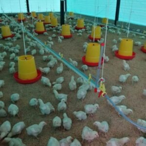 Pollito de recría de 15 días