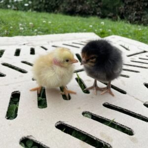 Pollito peruano de 1 día